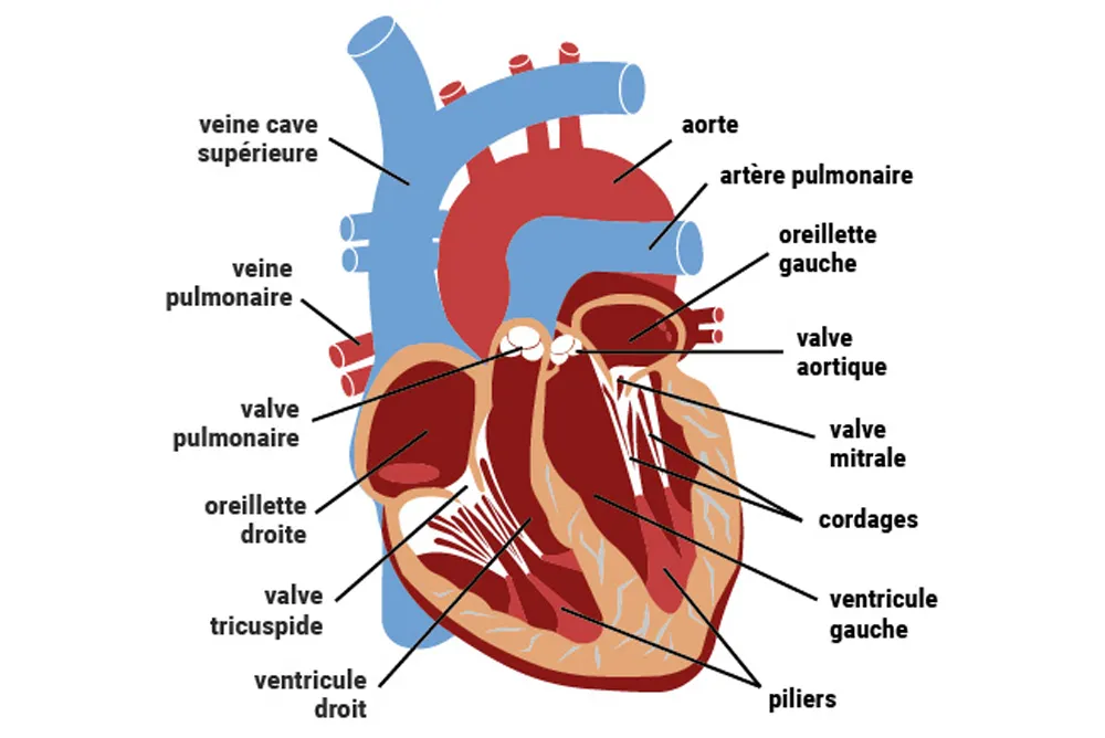 Sch&eacute;ma anatomique du c&oelig;ur montrant les valves cardiaques impliqu&eacute;es dans les diff&eacute;rentes valvulopathies