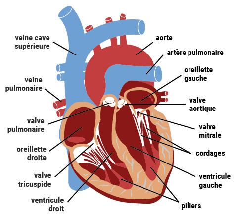 Schéma valves cardiaque
